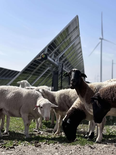 Complete Sheep Grazing Programs