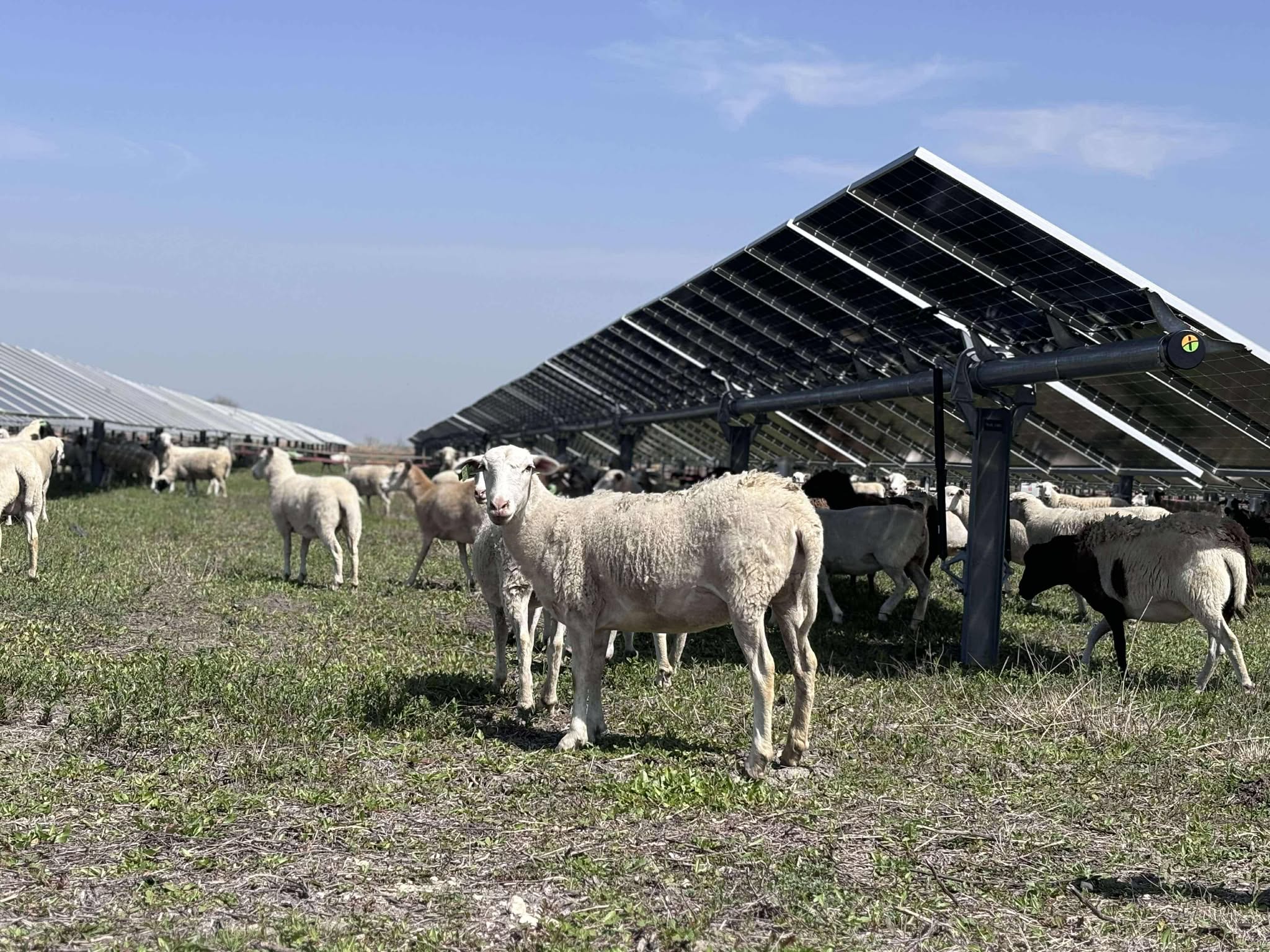 How Sheep Improve Solar Farm Performance
