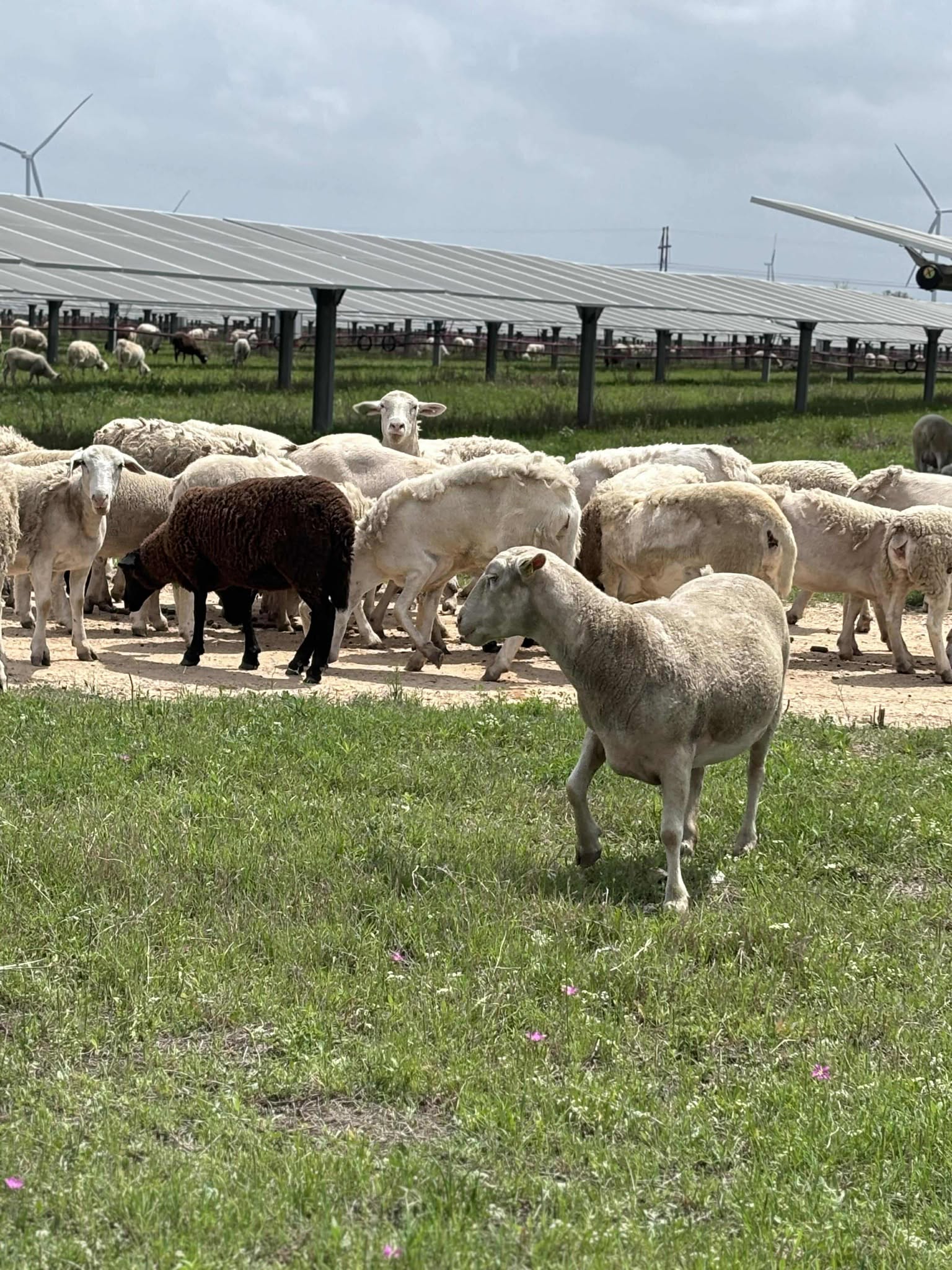 Agrivoltaics for Solar Farms Nationwide