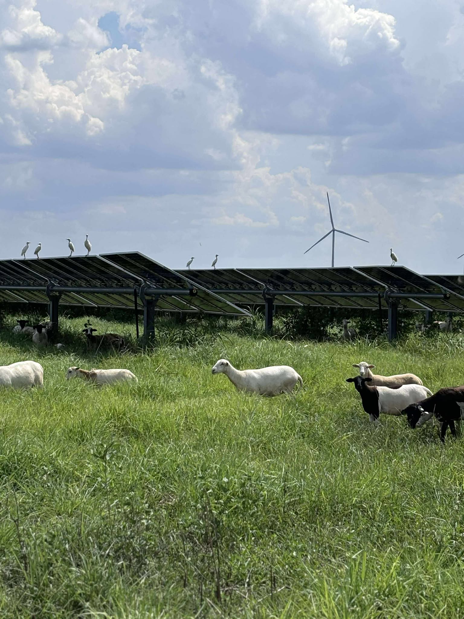 Start Your Agrivoltaics Program