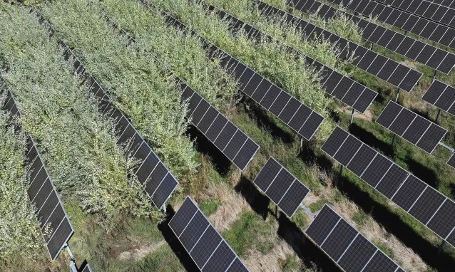 The Hidden Costs of Poor Vegetation Planning on Solar Projects