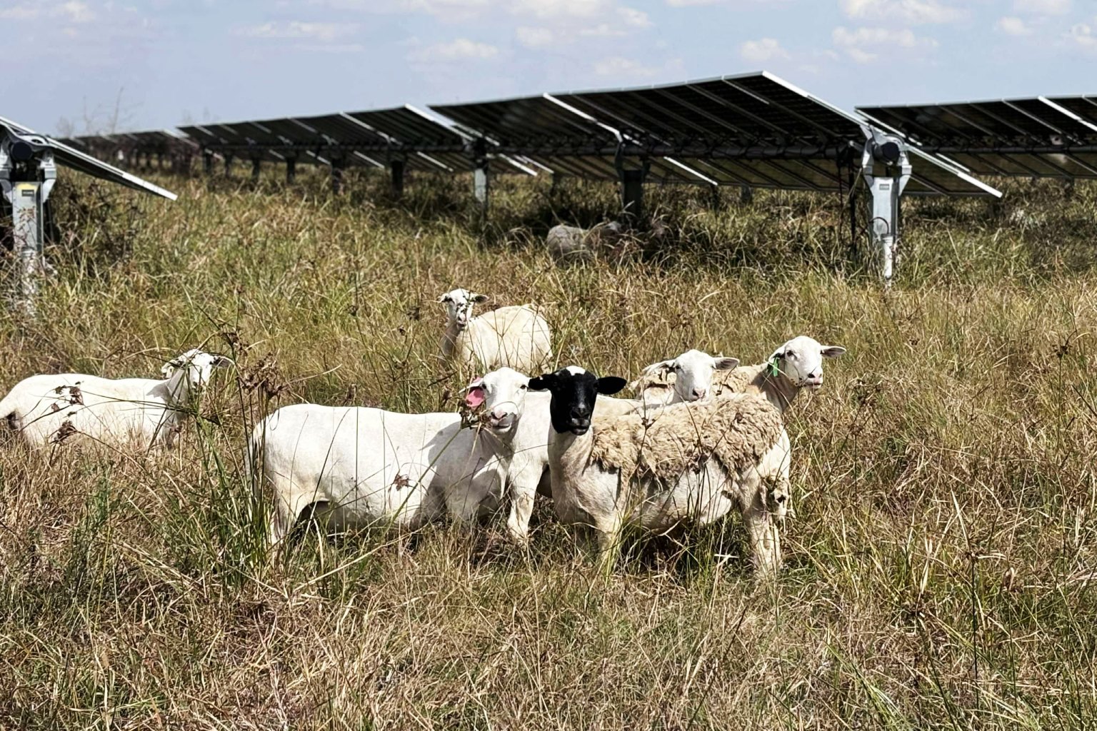 Overgrown vegetation growing beneath solar panels at a utility scale solar site