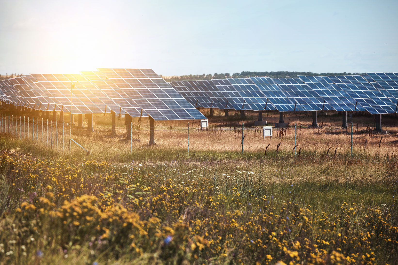 solar panels in a field